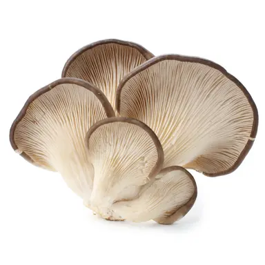 Austernpilze